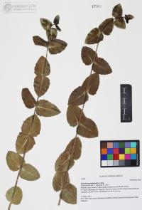 Guardiola platyphylla image