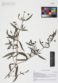 Eclipta prostrata image
