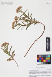 Pluchea salicifolia image