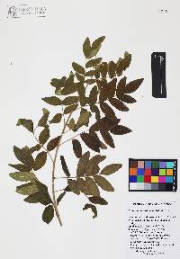 Rhus terebinthifolia image