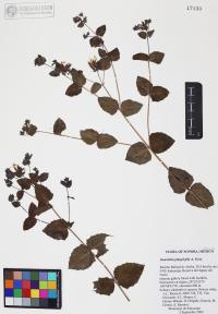 Guardiola platyphylla image