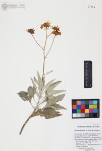 Encelia farinosa image