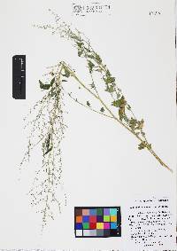 Chenopodium neomexicanum image