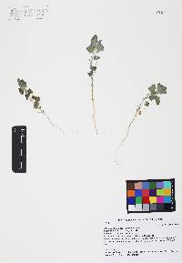 Chenopodium neomexicanum image