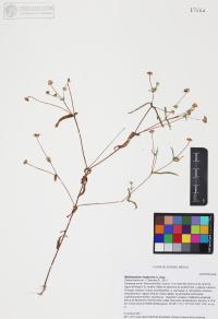 Melampodium longicorne image