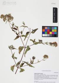 Lagascea decipiens image