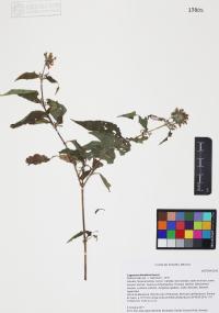 Lagascea decipiens image