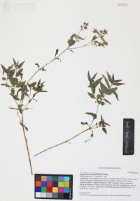 Koanophyllon solidaginifolium image