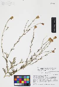 Adenophyllum porophyllum image