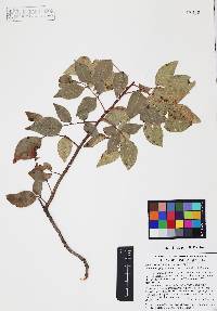 Rhus virens var. choriophylla image