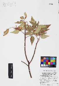 Rhus virens image