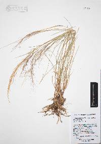 Aristida purpurea var. nealleyi image