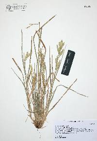 Bromus catharticus image