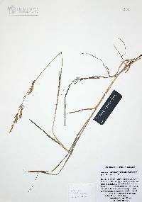 Bromus catharticus image