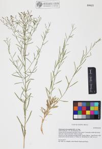 Gutierrezia microcephala image