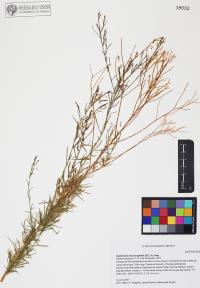 Gutierrezia microcephala image
