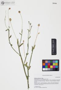 Helenium thurberi image