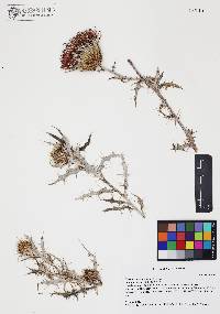 Cirsium ochrocentrum image