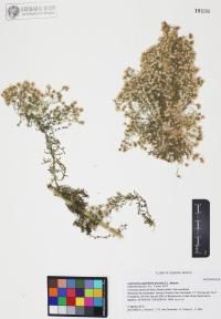 Laennecia sophiifolia image