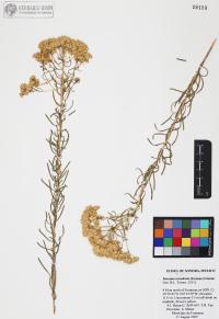 Isocoma acradenia image