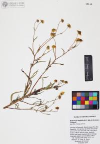Heliomeris longifolia image