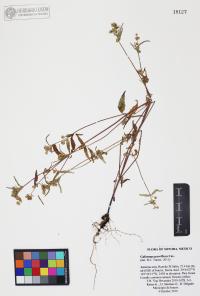 Galinsoga parviflora image