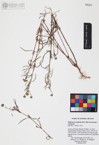 Heliomeris longifolia image