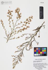 Laennecia sophiifolia image