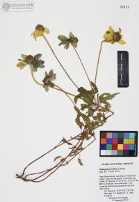 Heliopsis parvifolia image