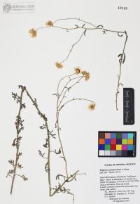 Erigeron neomexicanus image
