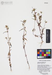 Galinsoga parviflora image