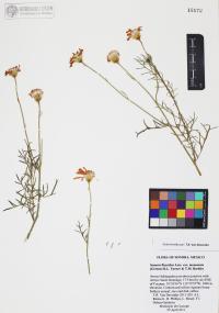 Senecio flaccidus image