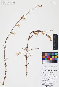 Carphochaete bigelovii image