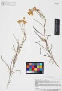 Senecio flaccidus image