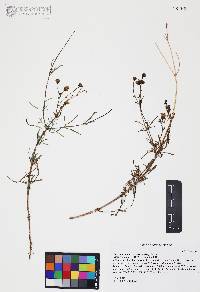 Coreocarpus arizonicus image