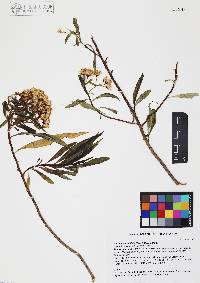 Baccharis salicifolia image
