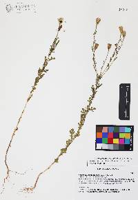 Adenophyllum porophyllum image
