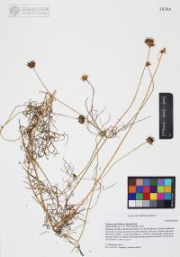 Cosmos parviflorus image