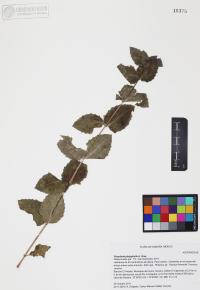 Guardiola platyphylla image