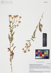 Heterotheca subaxillaris image