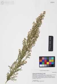 Laennecia sophiifolia image