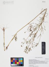 Heterosperma pinnatum image