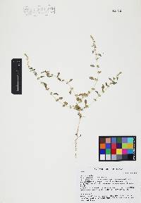 Amaranthus albus image