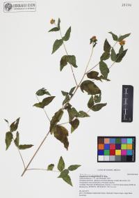 Koanophyllon solidaginifolium image
