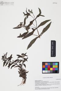 Eclipta prostrata image