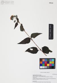 Lagascea decipiens image