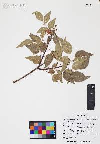 Rhus virens image