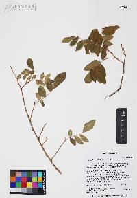 Rhus terebinthifolia image