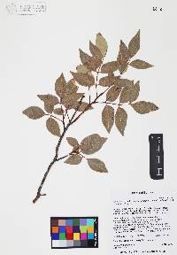 Rhus virens image