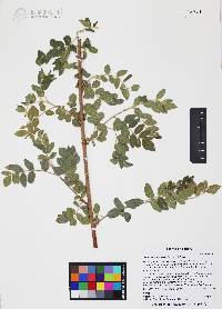 Rhus terebinthifolia image